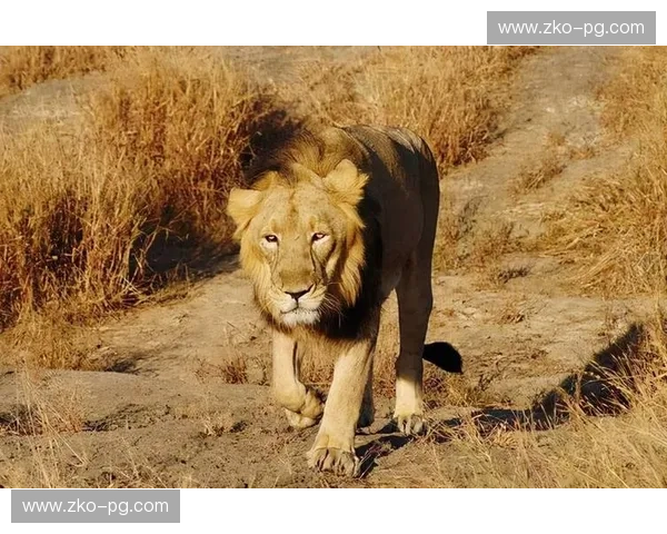 荒漠雄狮的博弈：约旦vs阿曼，谁才是西亚足球的真王？